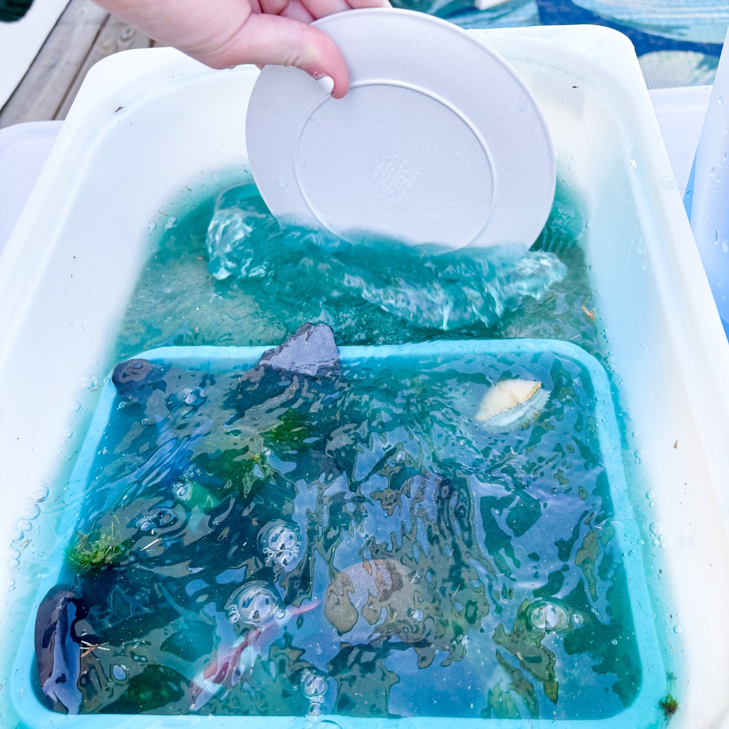 Deep Blue Sea Tidepool Activity