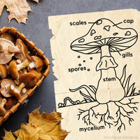 {PRE-ORDER} All About Autumn
